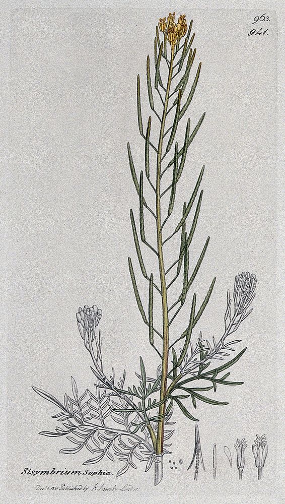 A plant (Sisymbrium sophia) related to hedge mustard: flowering stem and floral segments. Coloured engraving after J.…