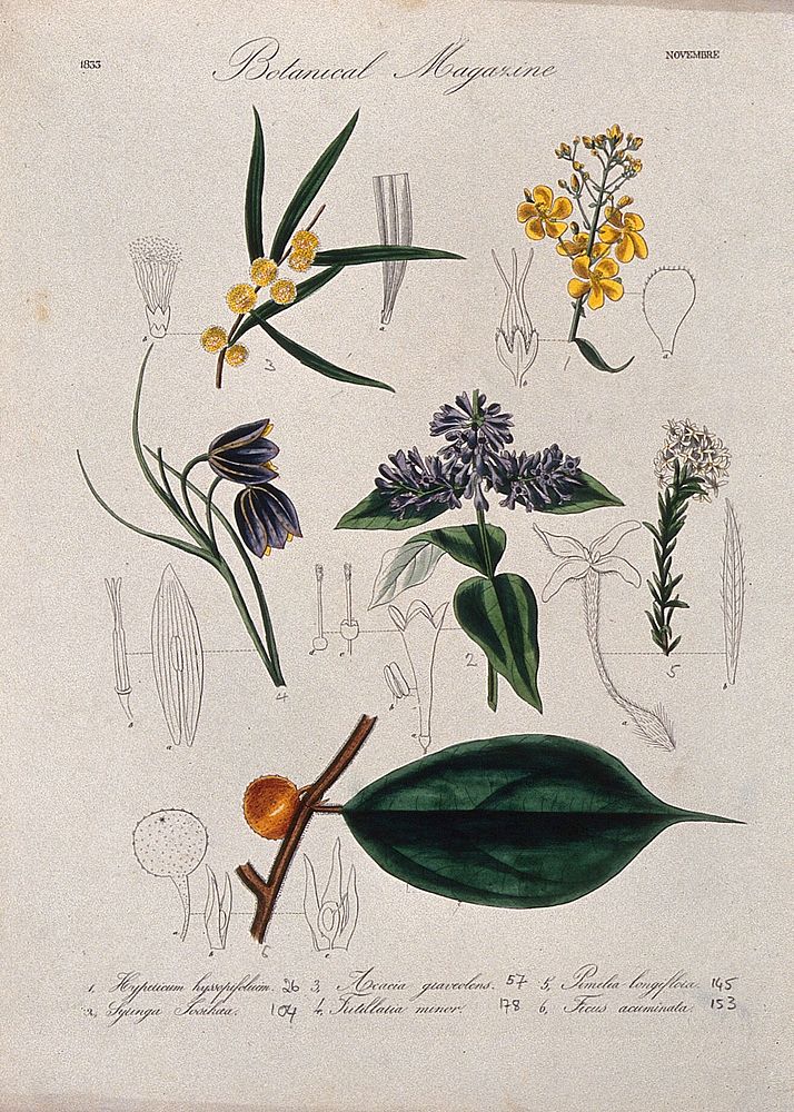 Seven British garden plants, including a fig: flowering stems and floral segments. Coloured etching, c. 1833.