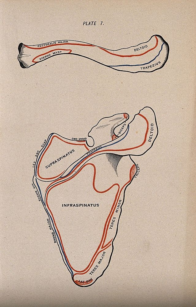 Scapula and clavicle bones: two figures, posterior view. Colour wood engraving with letterpress, 1860/1900.