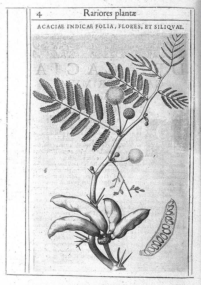 Exactissima descriptio rariorum quarundam plantarum, quae continentur Romae in Horto Farnesiano / Tobia Aldino Cesenate…