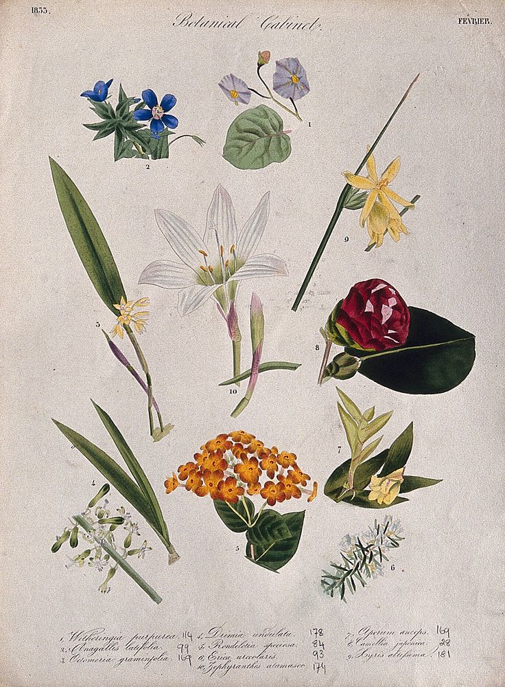 Ten flowering plants, including two orchids and a zephyr lily. Coloured transfer lithograph, c. 1833.