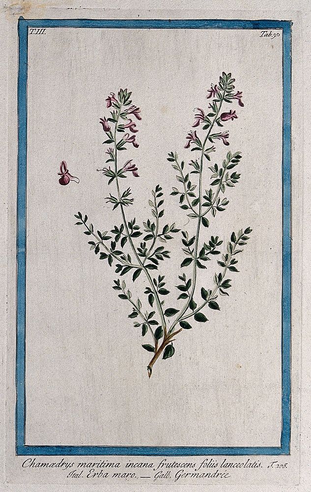 Cat thyme (Teucrium marum L.): flowering stem with separate flower. Coloured etching by M. Bouchard, 1775.