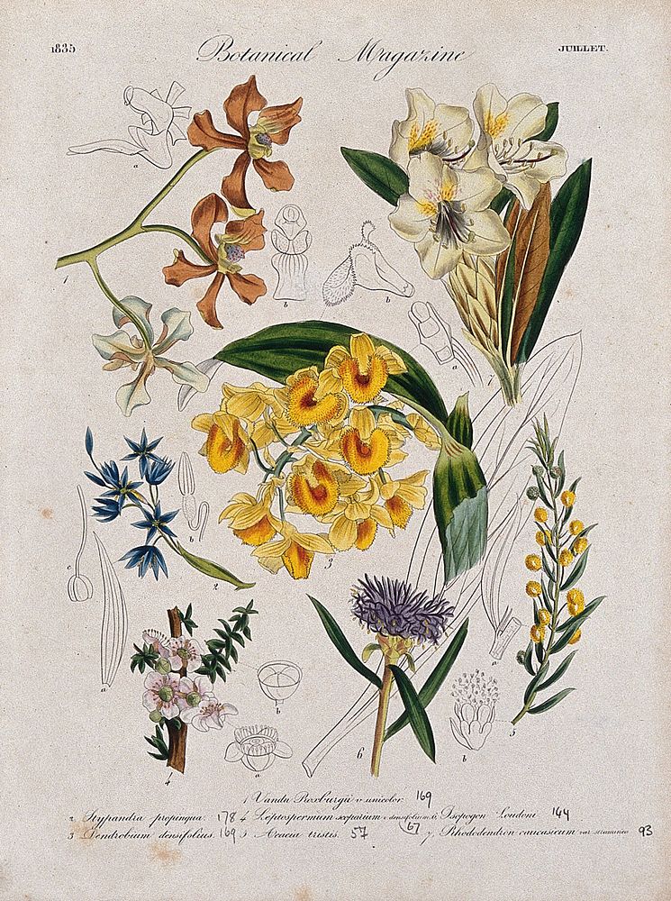 Seven garden plants, including two orchids and a rhododendron: flowering stems and floral segments. Coloured etching, c.…
