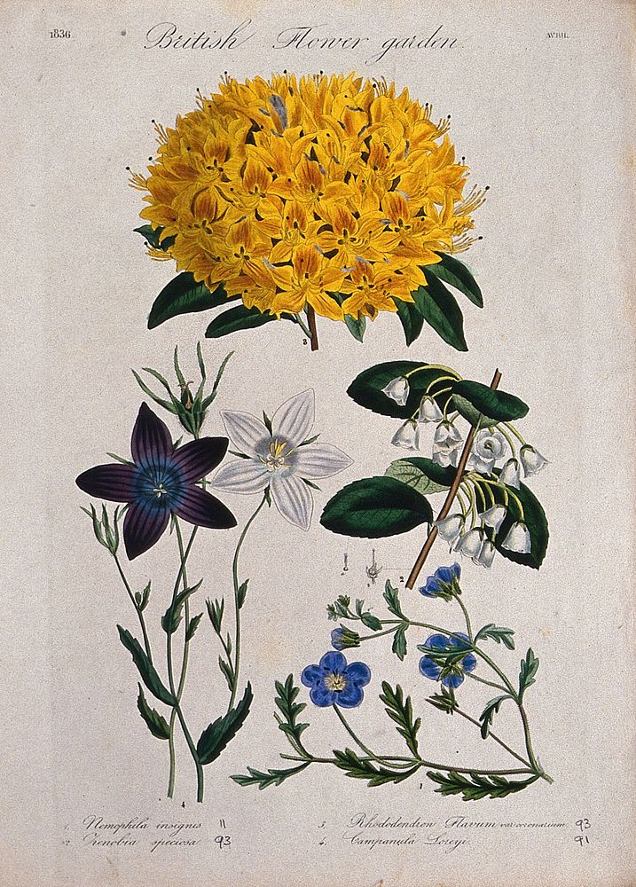 Four British garden plants, including a rhododendron: flowering stems. Coloured etching, c. 1835.