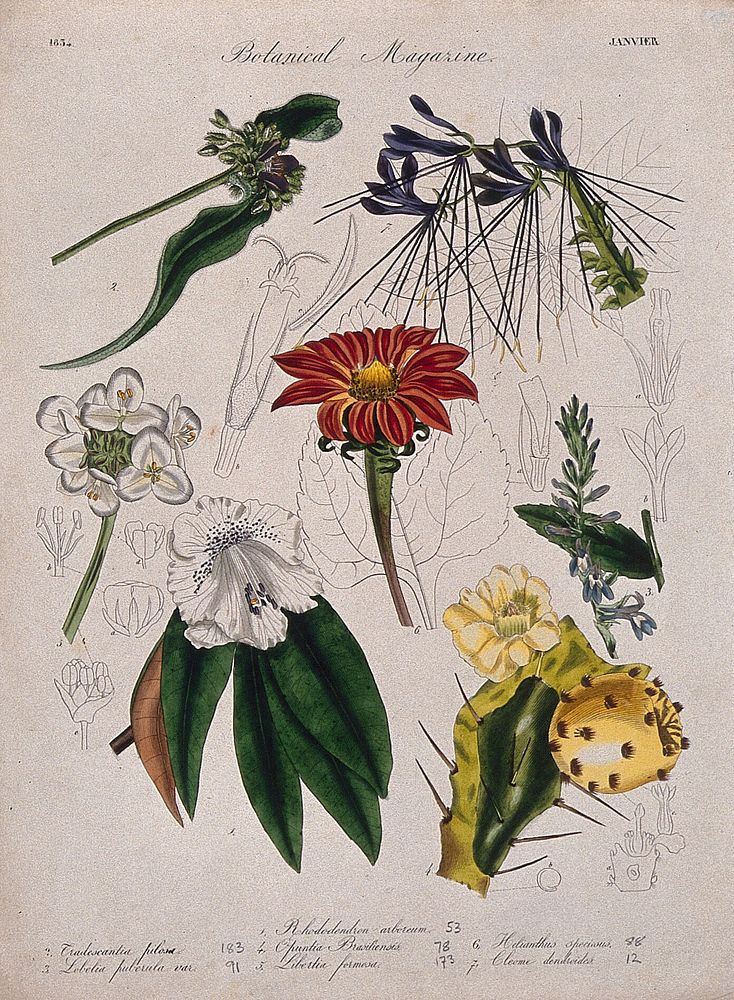 Seven British garden plants, including a rhododendron: flowering stems and floral segments. Coloured etching, c. 1834.