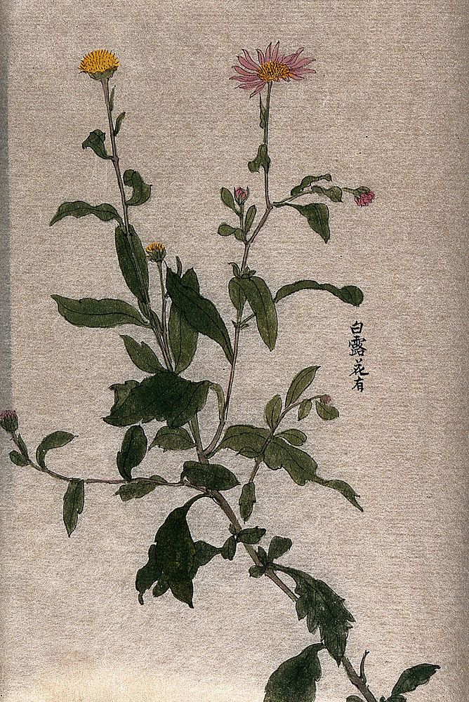 A plant, possibly an aster (Aster species): flowering stem. Watercolour.