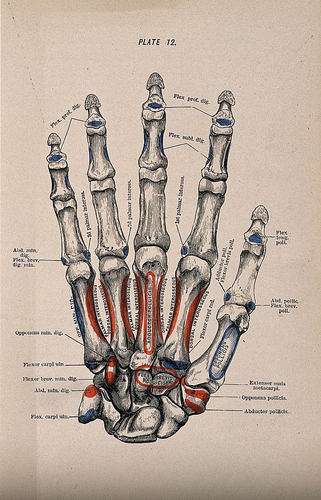 Bones of the hand and fingers. Colour wood engraving with letterpress, 1860/1900.