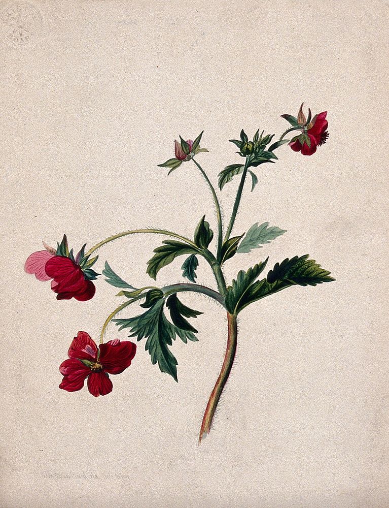 A type of aven (Geum species): flowering stem. Watercolour by M. A. Bayfield, 1839.