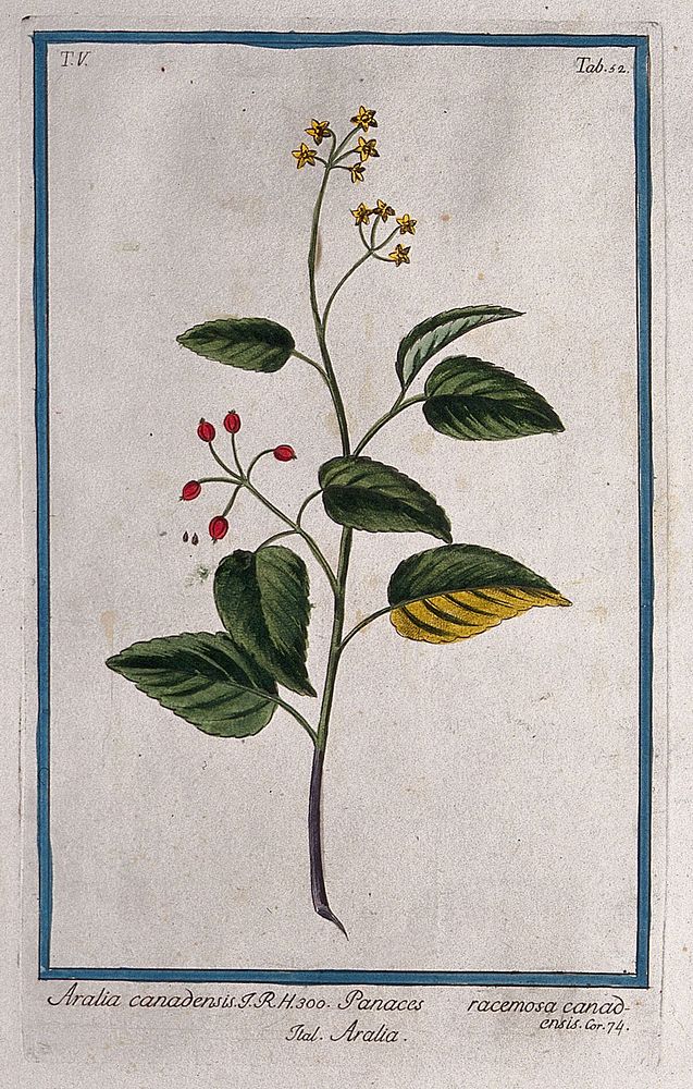 A species of the genus Aralia: flowering and fruiting stem with separate flower. Coloured etching by M. Bouchard, 1778.