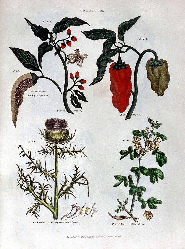 The universal herbal; or, botanical, medical, and agricultural dictionary / [Thomas Green].