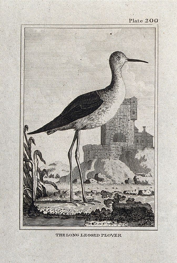 A long-legged plover. Etching with engraving.