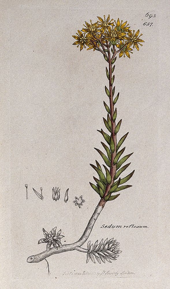 Stonecrop (Sedum reflexum): flowering plant and floral segments. Coloured engraving after J. Sowerby, 1800.