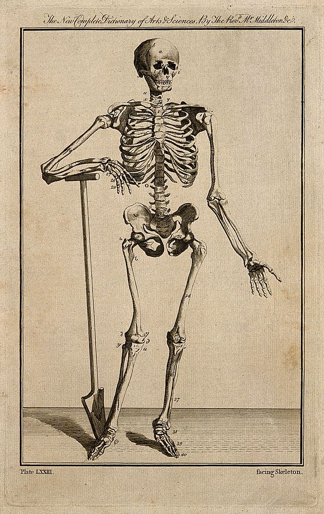 A human skeleton, seen from the front, resting the bones of his right forearm on a spade handle, after Vesalius. Engraving…