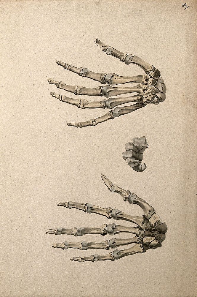 Bones of the hand: three figures. Ink and watercolour, 1830/1835, after W. Cheselden, ca. 1733.