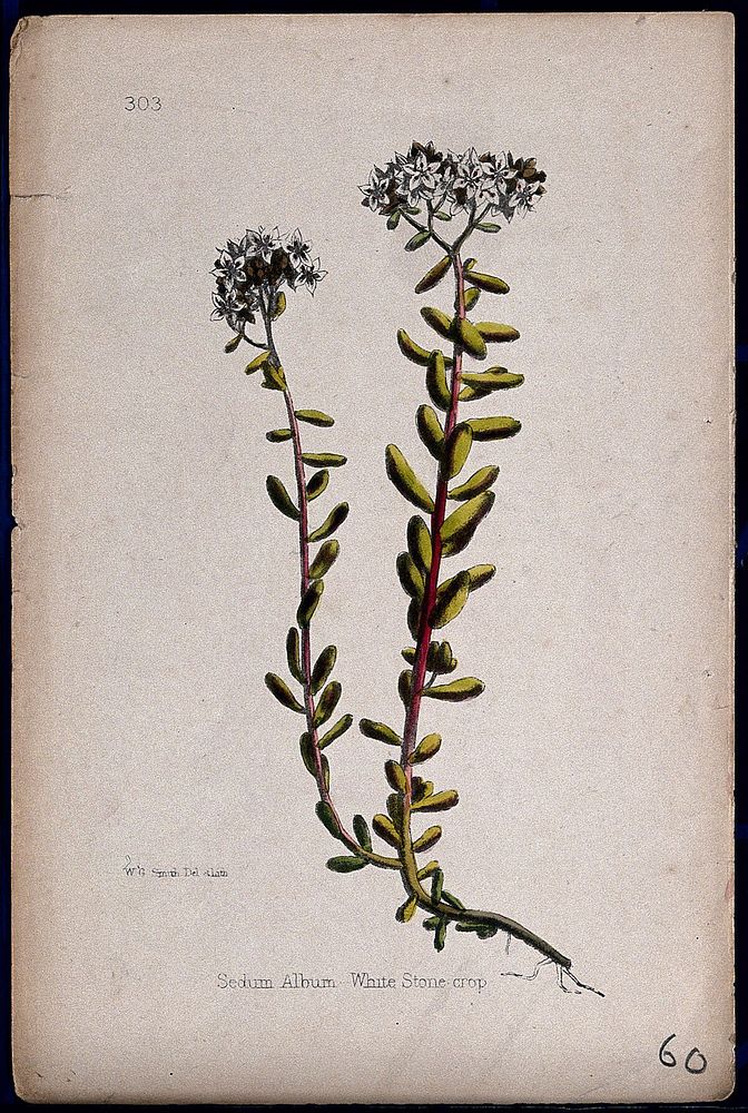 Stonecrop (Sedum album): flowering stems. Coloured lithograph by W. G. Smith, c. 1863, after himself.