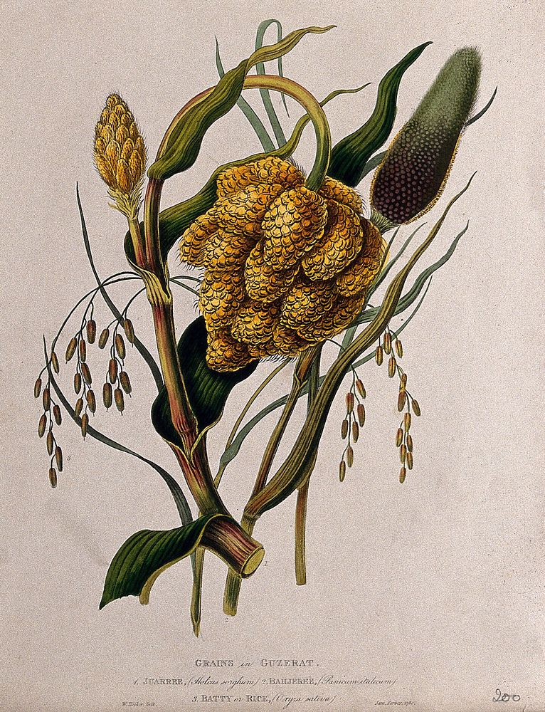 Seedheads of pasture grass (Holcus sp.), millet (Panicum sp.) and rice (Oryza sativa). Coloured aquatint by W. Hooker after…