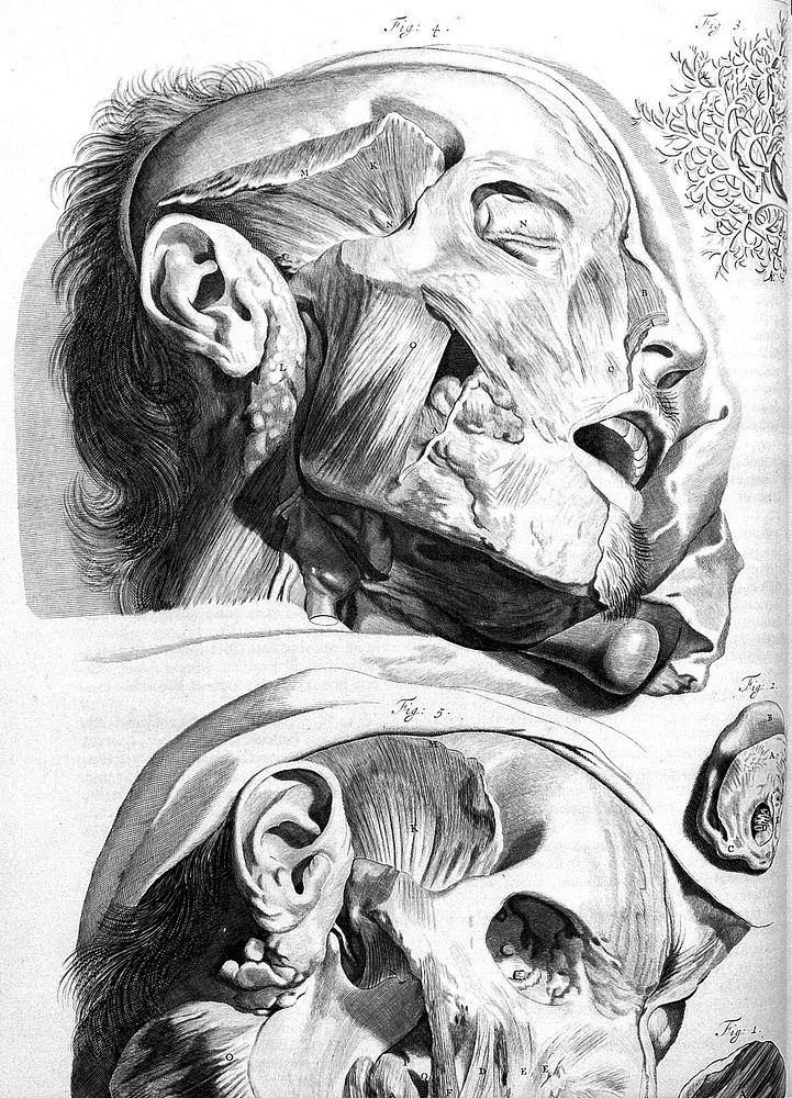 Anatomia humani corporis, 105 tabulis / per ... G. de Lairesse ... delineatis, demonstrata.