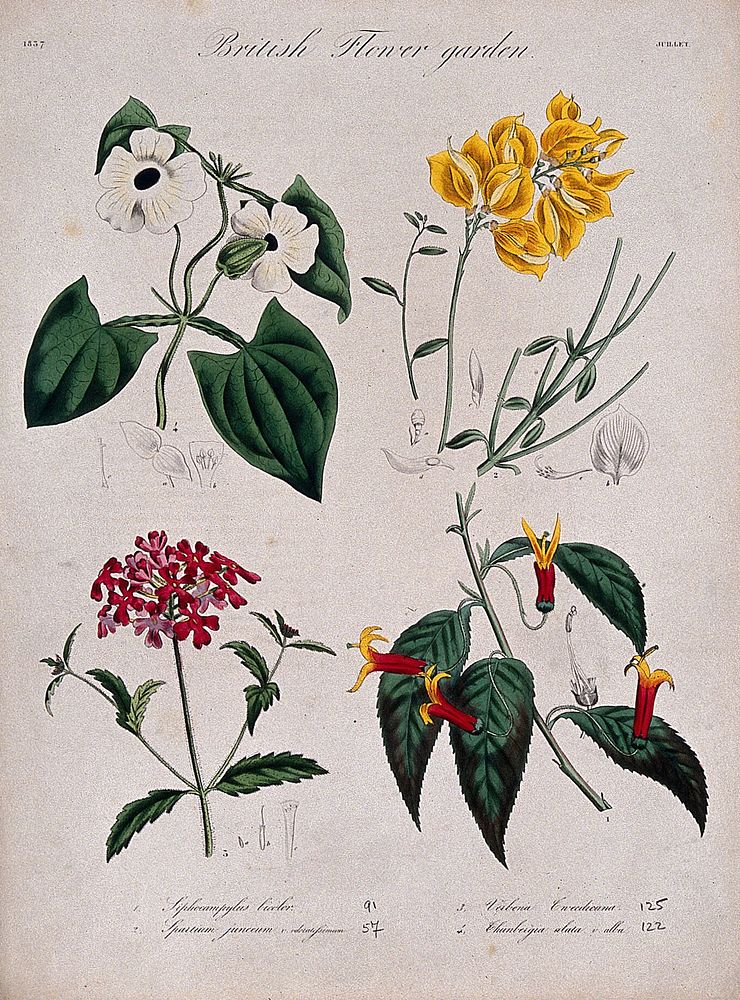 Four British garden plants: flowering stems and floral segments. Coloured etching, c. 1837.