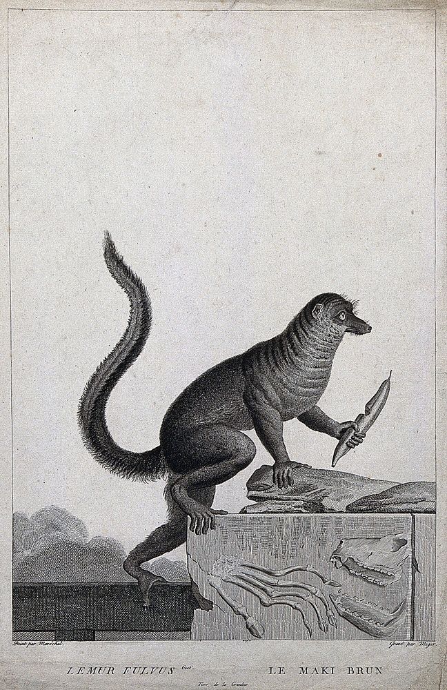 A lemur climbing up an block of stone holding a fruit in its left hand. Etching by S. Miger, ca. 1808 after N. Maréchal.
