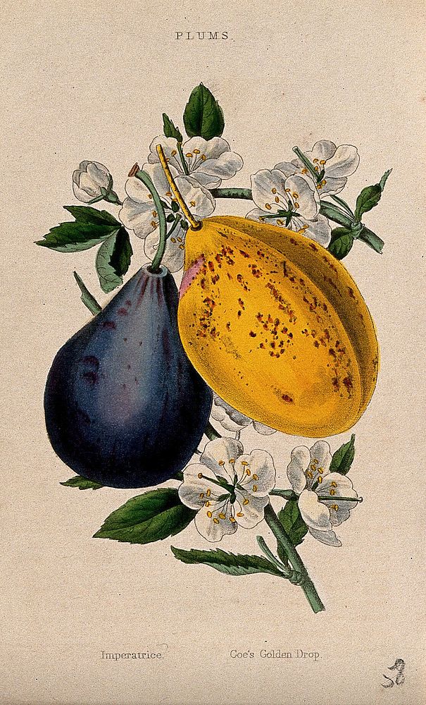 Two plums (Prunus cultivars): fruit and flowers. Coloured aquatint, c. 1839.