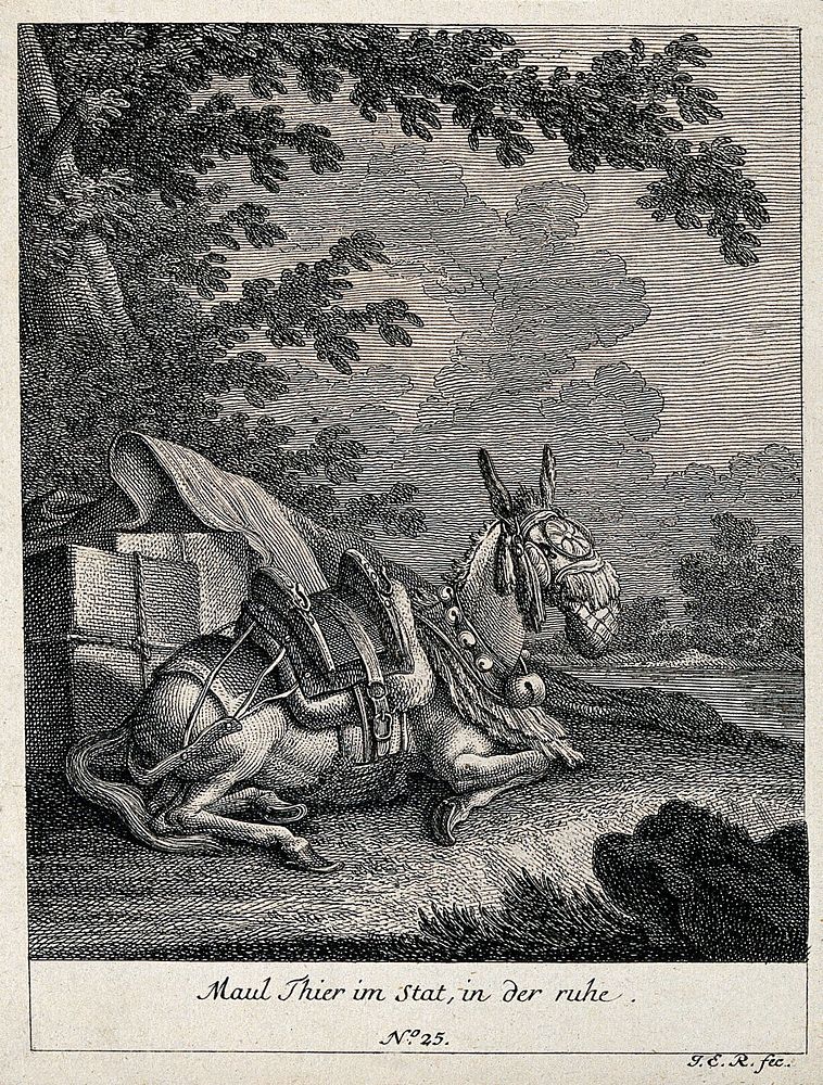 A muzzled and harnessed mule resting in the shadow of a tree with its load next to it. Etching by J. E. Ridinger.