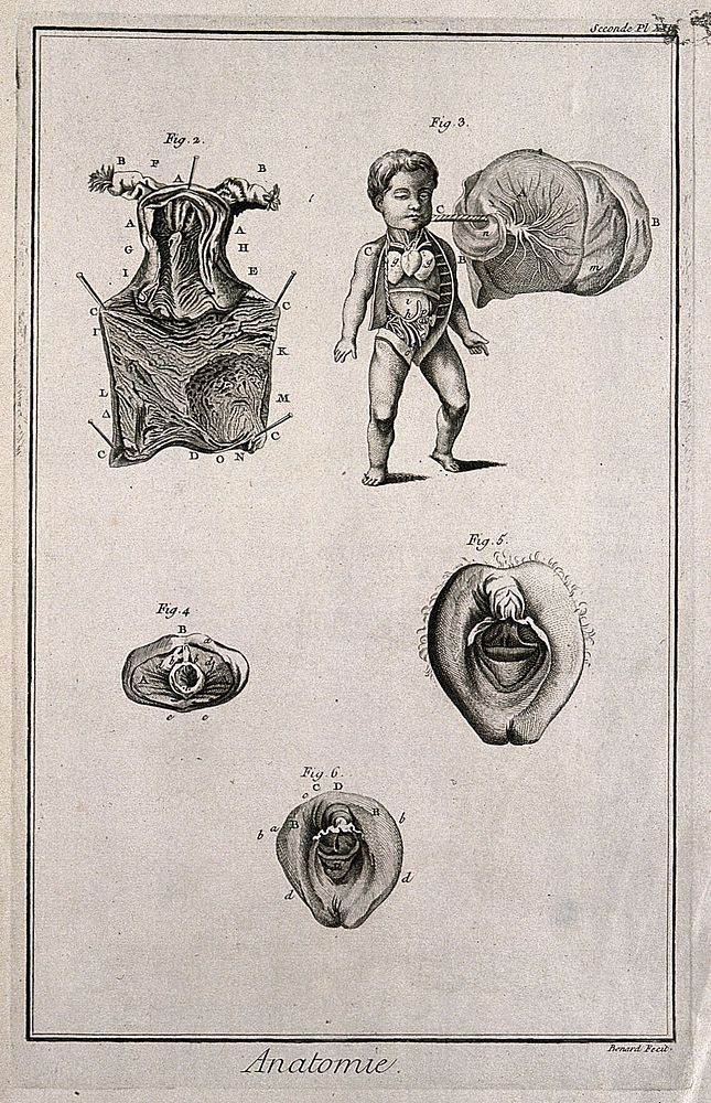 The uterus, a foetus, the hymen and female genitals, after Haller, Kulm and Huber. Engraving by Benard, late 18th century.