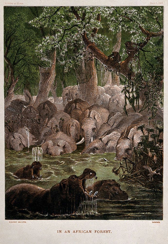 Hippopotamuses with elephants in African jungle, representing the Behemoth of the Old Testament. Colour wood engraving…