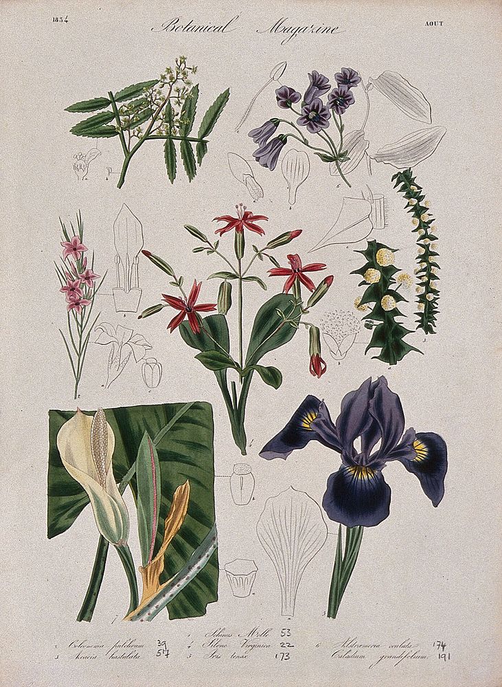 Seven garden plants, including an iris: flowering stems and floral segments. Coloured etching, c. 1834.