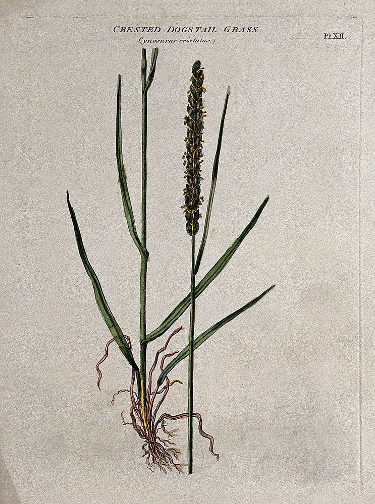 Crested dog's-tail grass (Cynosurus cristatus): seedhead and leafy stem. Coloured etching, c. 1805.