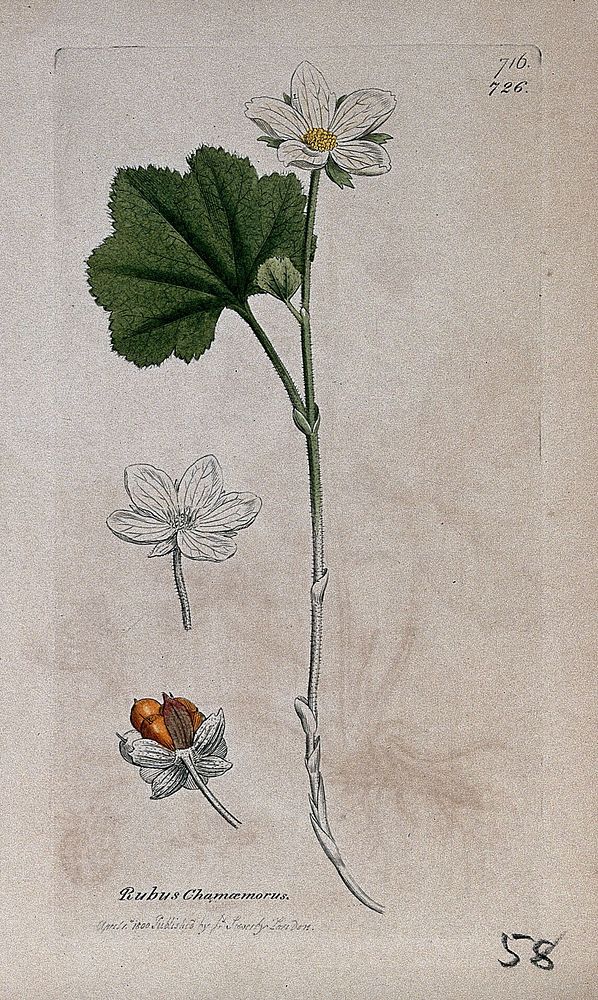 Cloudberry (Rubus chamaemorus): flowering stem, fruit and floral segments. Coloured engraving after J. Sowerby, 1800.