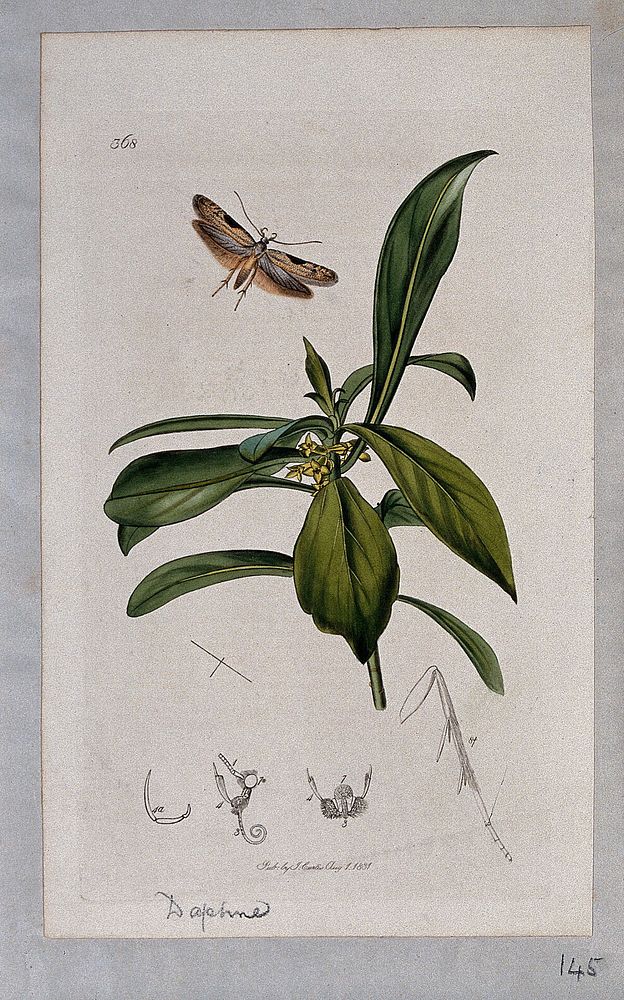 Spurge laurel plant (Daphne laureola) with an associated moth and its anatomical segments. Coloured etching, c. 1831.