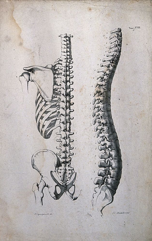 Spine, ribcage and pelvis: two figures. Lithograph by Martelli after C. Squanquerillo, 1838.