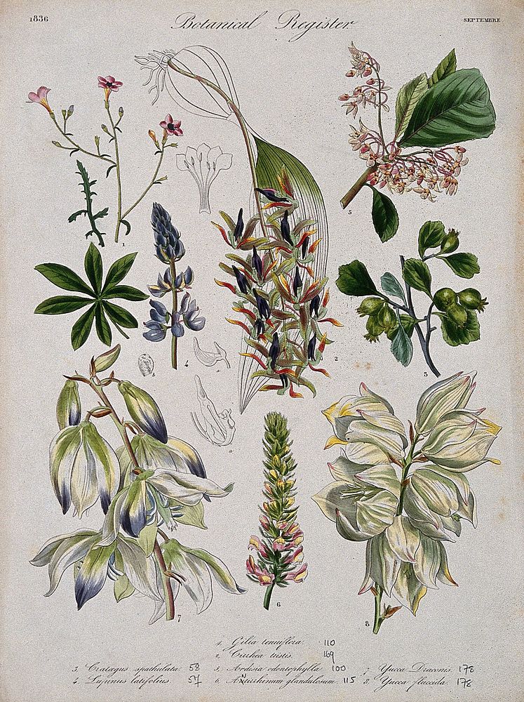 Eight plants, including an orchid and two yuccas: flowering stems. Coloured etching, c. 1836.