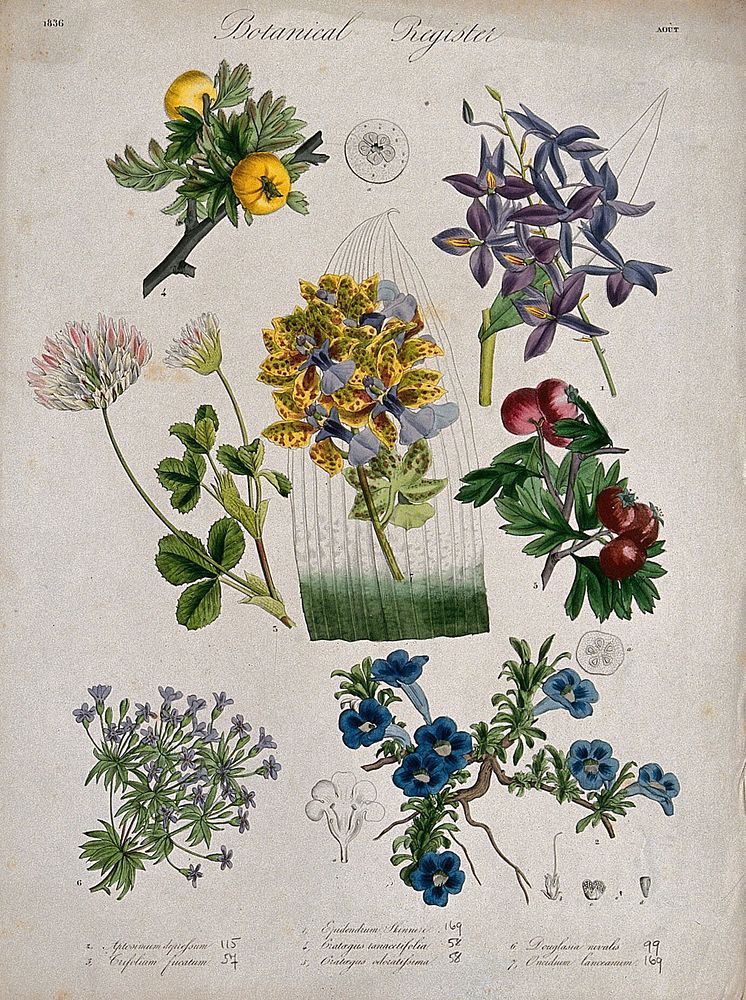 Seven plants, including two orchids and two hawthorns: flowering stems. Coloured etching, c. 1836.