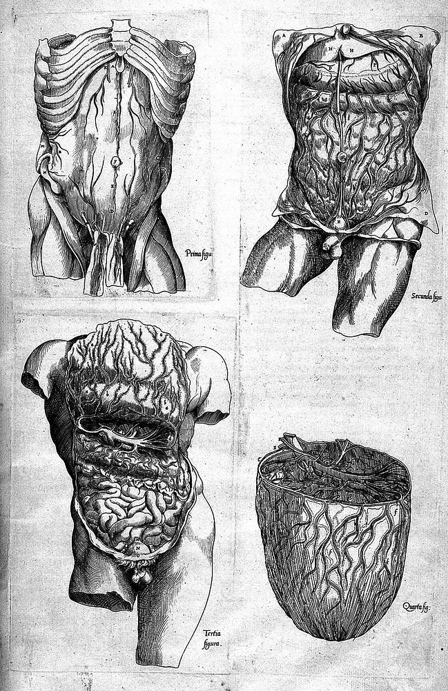 Compendiosa totius anatomiae delineatio aere exarata / [Thomas Geminus].