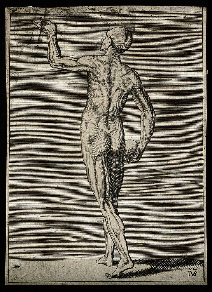 An écorché figure seen from the back, holding a skull in his lowered right hand. His left arm is raised with his hand held…