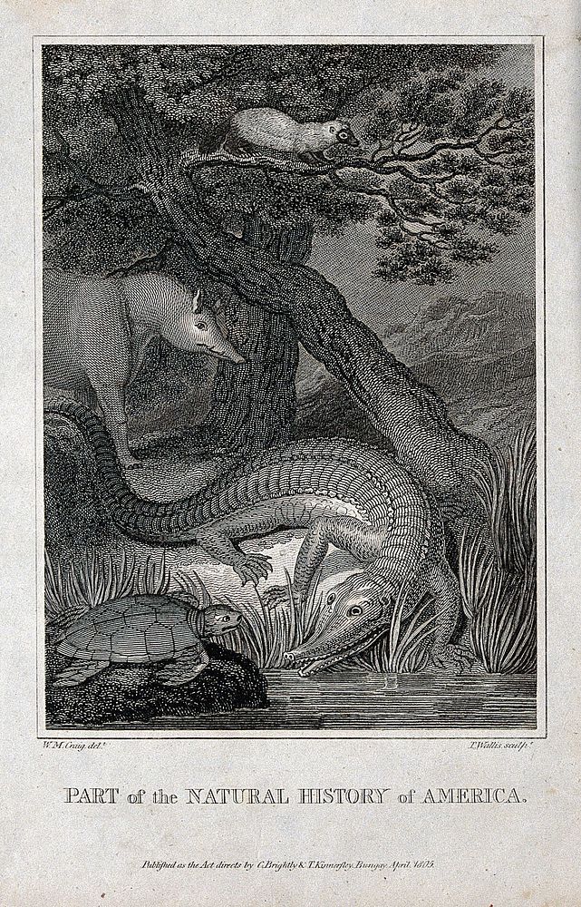 America: an alligator and a tortoise are about to slip into a river while a tapir and a wolverine look on. Engraving by T.…