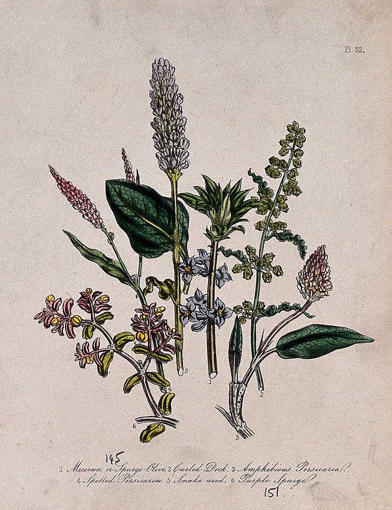 Six British wild flowers, including water pepper and knotweed (Polygonum species). Coloured lithograph, c. 1846, after H.…
