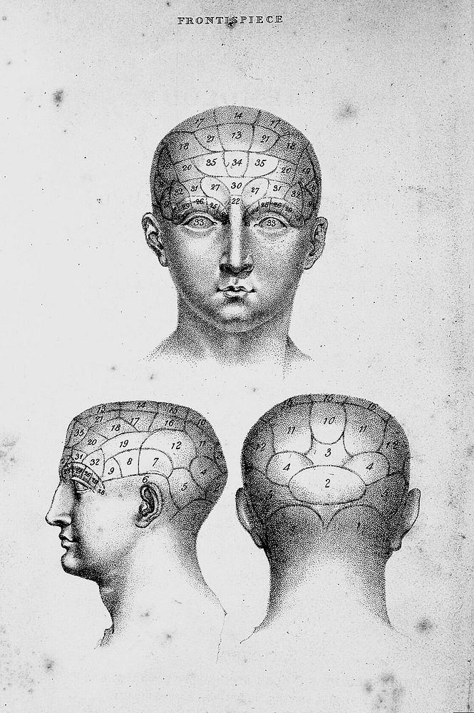 Phrenology, or doctrine mind : | Free Photo Illustration - rawpixel