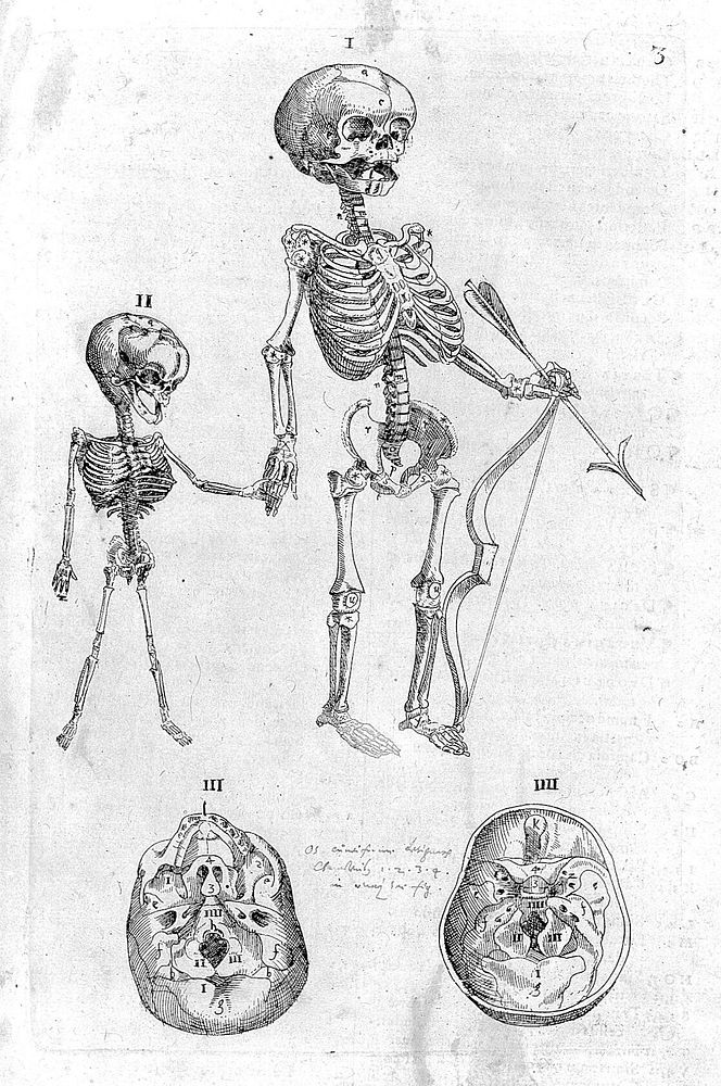 De corporis humani structura et usu libri III. Tabulis methodice explicati, iconibus accurate illustrati / [Felix Platter].