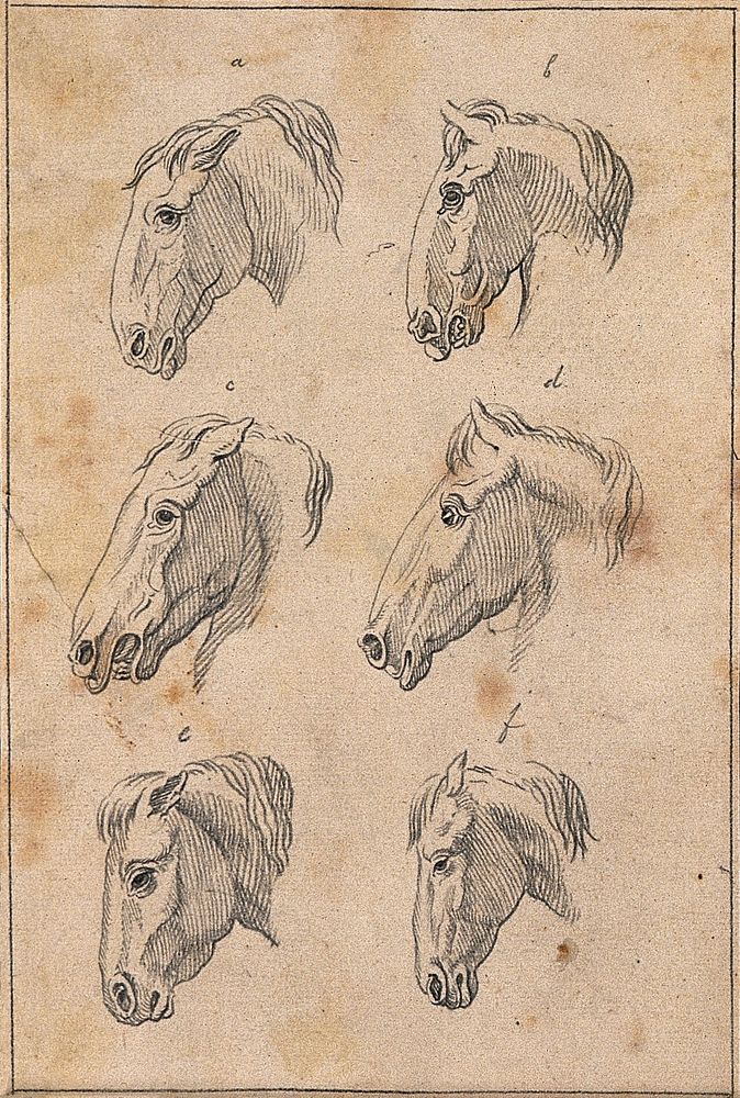 Six heads of horses. Drawing, c. 1789.