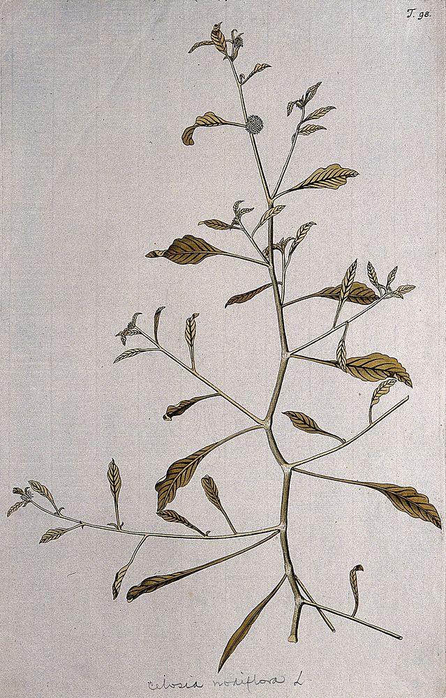 Allmania nodiflora R.Br.: flowering stem. Coloured engraving after F. von Scheidl, 1770.