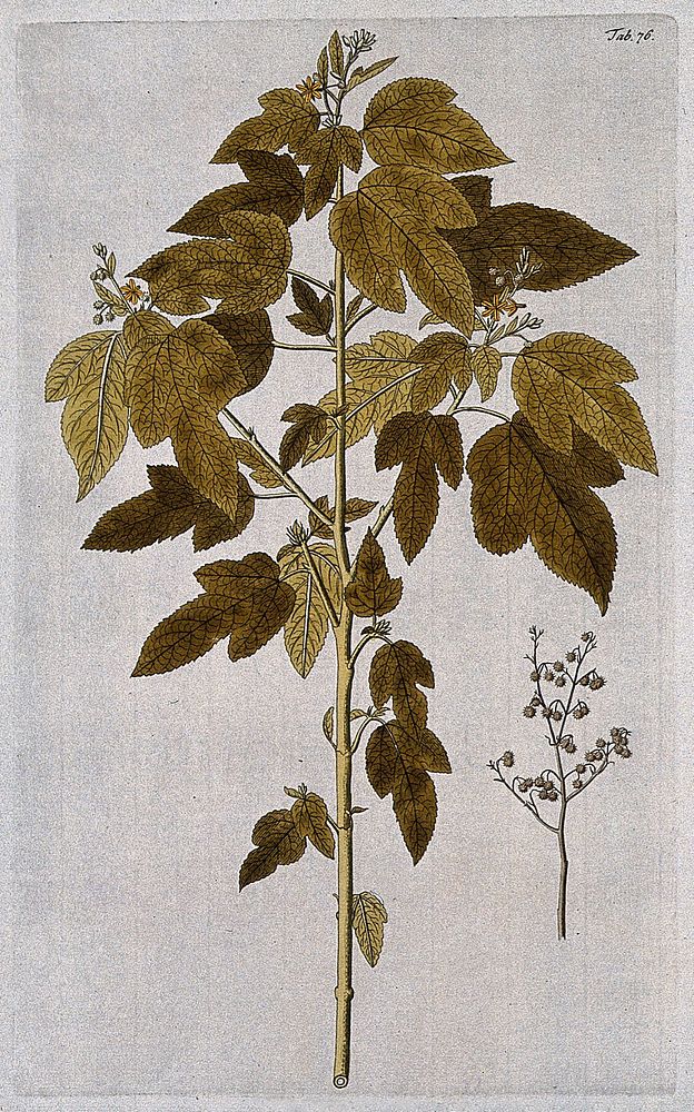 Triumfetta semitrilobata Jacq.: flowering and fruiting stem with separate fruiting stem. Coloured engraving after F. von…