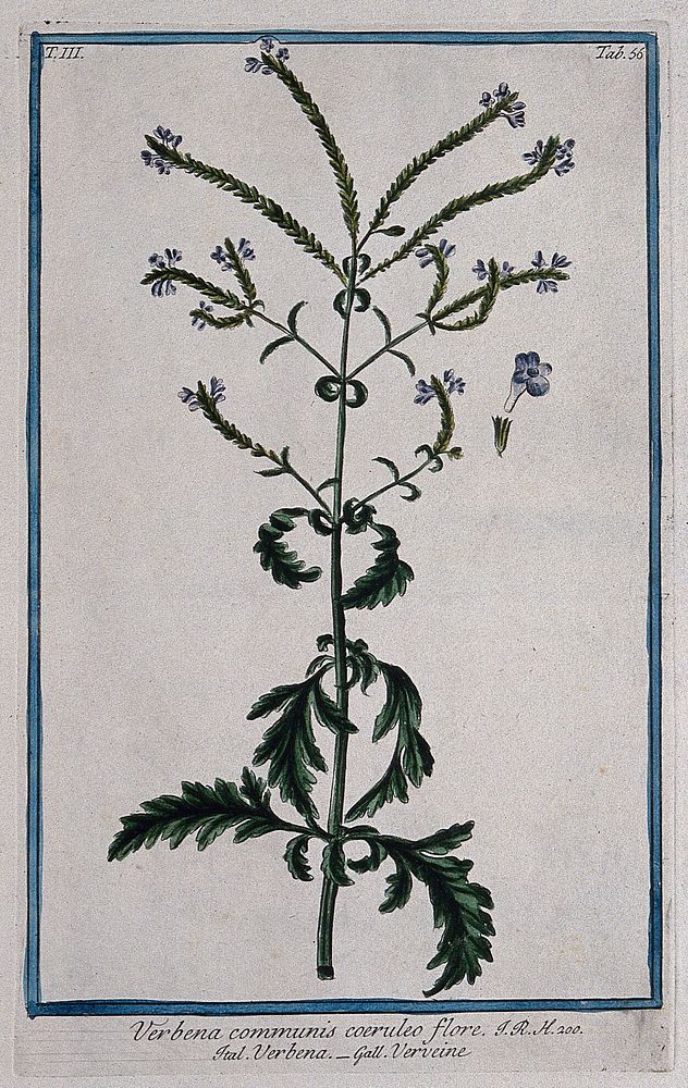 A plant (Verbena communis): flowering stem with separate floral segments. Coloured etching by M. Bouchard, 1775.
