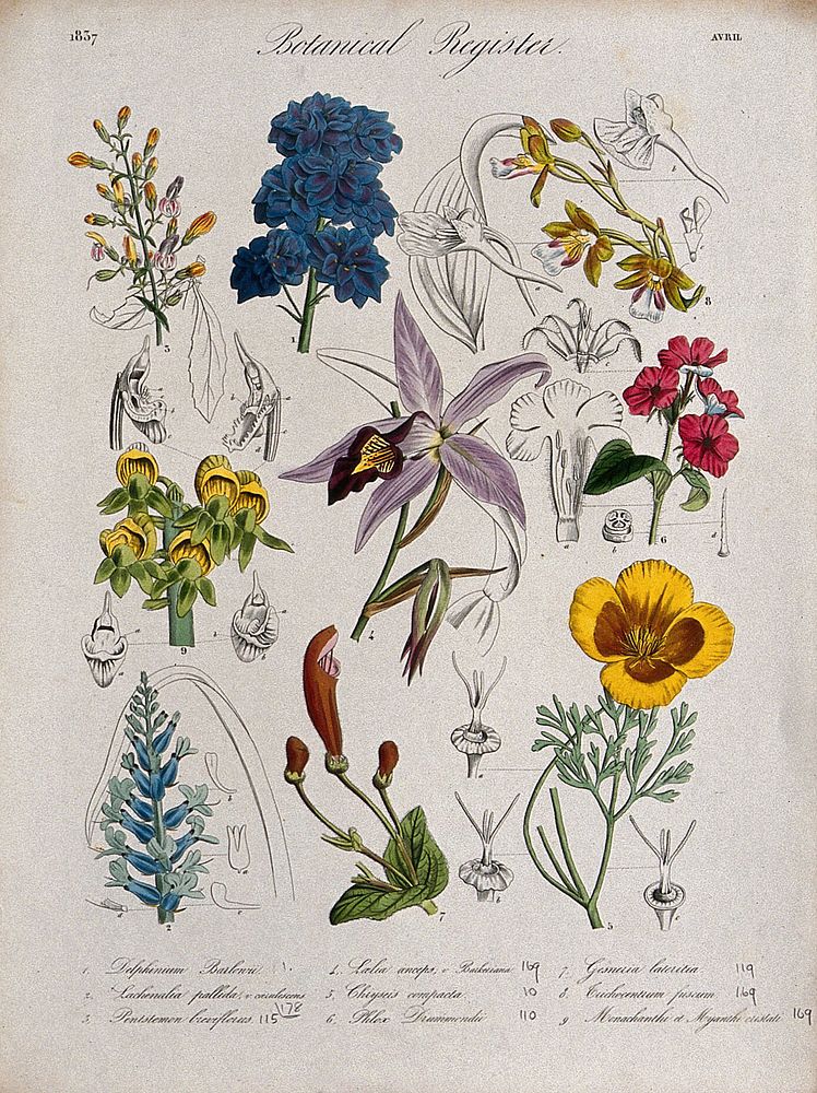 Nine plants, including three orchids, a phlox and a delphinium: flowering stems. Coloured etching, c. 1837.