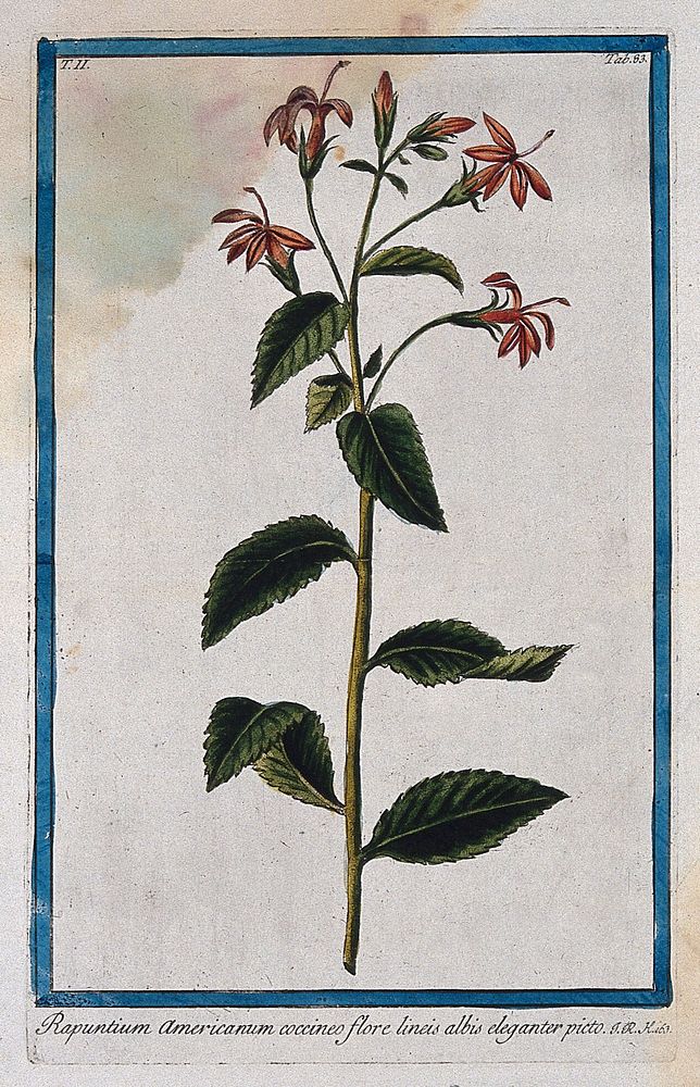 A species of the family Campanulaceae: flowering stem. Coloured etching by M. Bouchard, 1774.