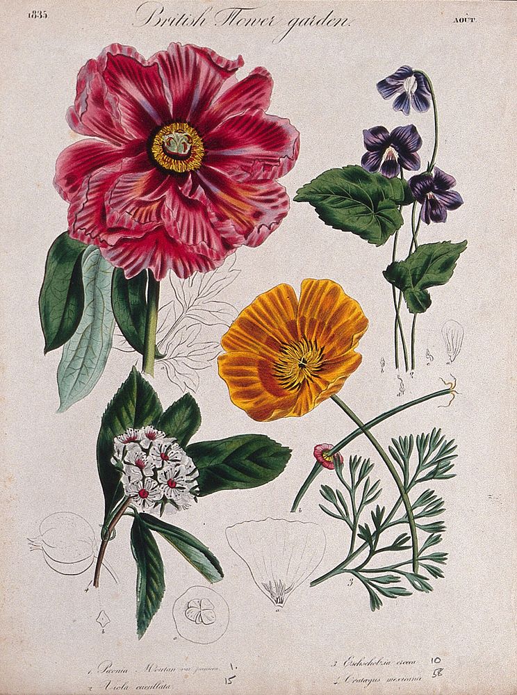 Four British garden plants, including a paeony and poppy: flowering stems and floral segments. Coloured etching, c. 1835.