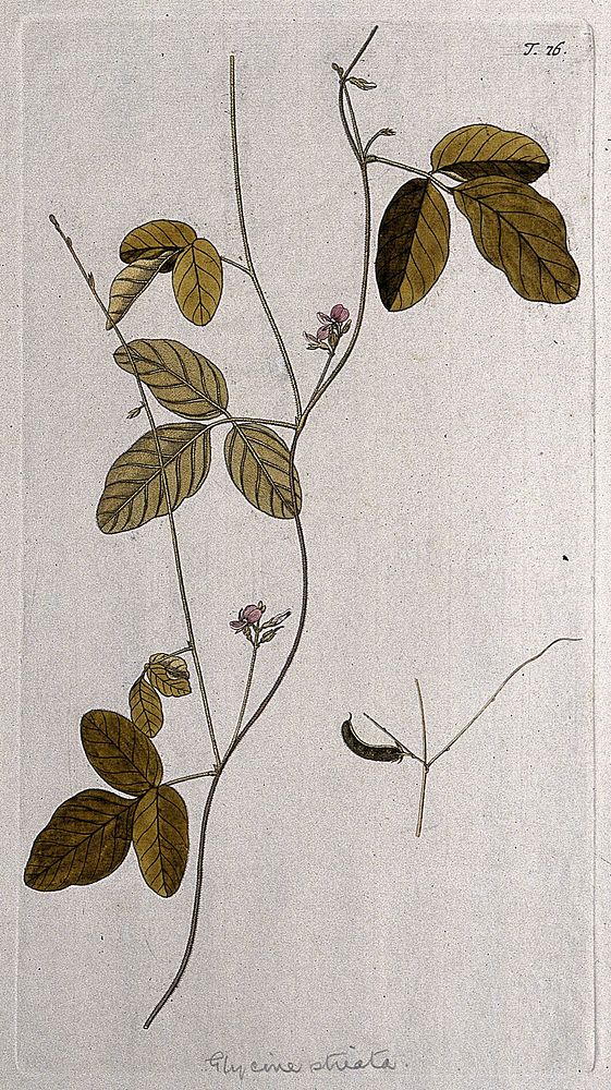A plant (Glycine striata), related to soya bean: flowering stem with separate fruit and seed. Coloured engraving after F.…