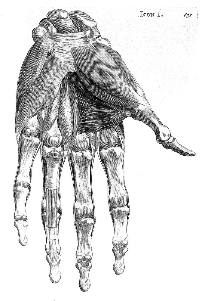 Muscles of the hand.