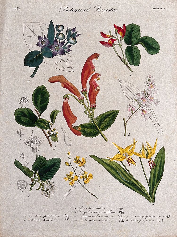Eight plants, including two orchids and a gesneria: flowering stems. Coloured etching, c. 1835.